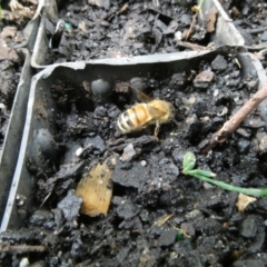Apis mellifera (European honey bee) at Flea Bog Flat to Emu Creek Corridor - 13 Jan 2023 by JohnGiacon