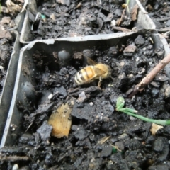 Apis mellifera (European honey bee) at Belconnen, ACT - 13 Jan 2023 by JohnGiacon