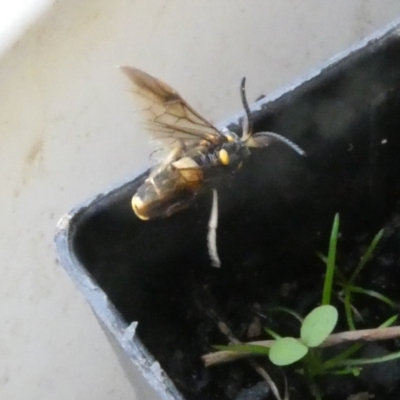 Pterygophorus cinctus (Bottlebrush sawfly) at Emu Creek - 13 Jan 2023 by JohnGiacon