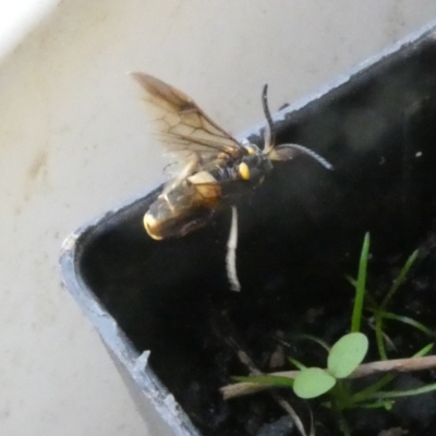 Pterygophorus cinctus (Bottlebrush sawfly) at Belconnen, ACT - 13 Jan 2023 by jgiacon