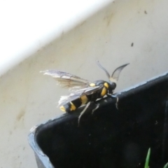 Pterygophorus cinctus at Belconnen, ACT - 13 Jan 2023