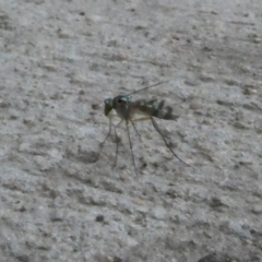 Dolichopodidae (family) (Unidentified Long-legged fly) at Emu Creek - 13 Jan 2023 by JohnGiacon