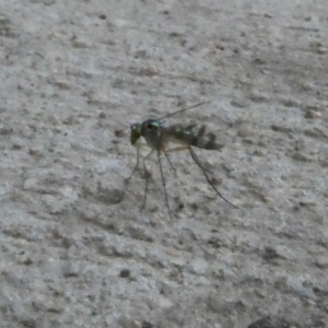 Dolichopodidae sp. (family) at Belconnen, ACT - 13 Jan 2023