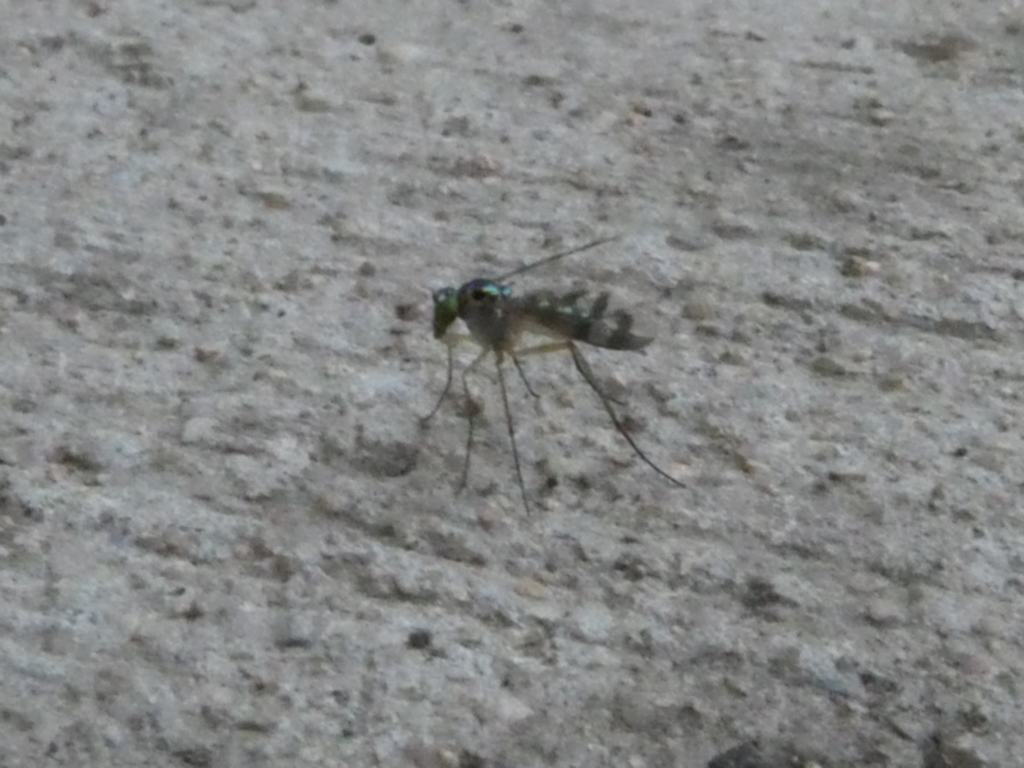 Dolichopodidae sp. (family) at Belconnen, ACT - 13 Jan 2023