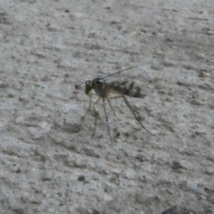 Dolichopodidae (family) at Belconnen, ACT - 13 Jan 2023