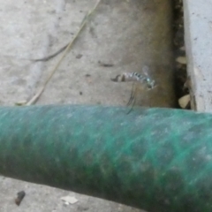 Dolichopodidae sp. (family) at Belconnen, ACT - 13 Jan 2023