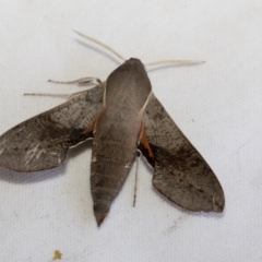 Hippotion scrofa (Coprosma Hawk Moth) at Holt, ACT - 13 Jan 2023 by AlisonMilton