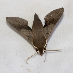 Hippotion scrofa at Holt, ACT - 13 Jan 2023 12:59 PM