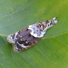 Piloprepes gelidella (A Concealer moth (Wingia group)) at Stromlo, ACT - 13 Jan 2023 by HelenCross