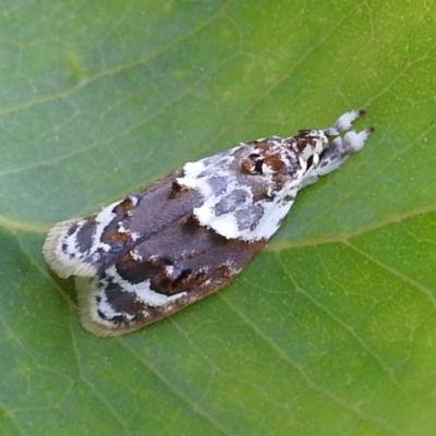 Piloprepes gelidella (A Concealer moth (Wingia group)) at Stromlo, ACT - 13 Jan 2023 by HelenCross