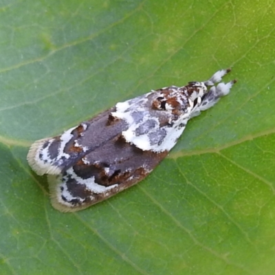 Piloprepes gelidella (A Concealer moth) at Lions Youth Haven - Westwood Farm - 13 Jan 2023 by HelenCross