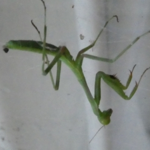 Pseudomantis albofimbriata at Belconnen, ACT - 13 Jan 2023