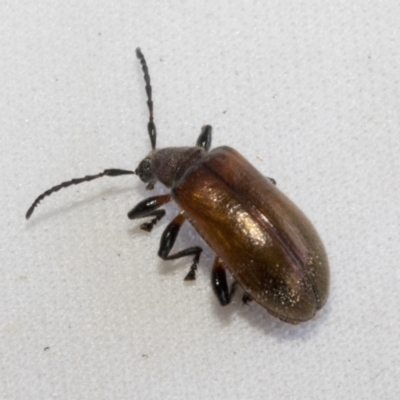 Ecnolagria grandis (Honeybrown beetle) at Belconnen, ACT - 13 Jan 2023 by AlisonMilton