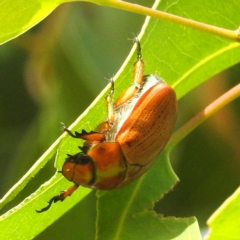 Anoplognathus sp. (genus) (Unidentified Christmas beetle) at Lions Youth Haven - Westwood Farm A.C.T. - 13 Jan 2023 by HelenCross