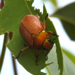 Anoplognathus sp. (genus) at Tuggeranong, ACT - 13 Jan 2023