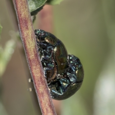 Callidemum hypochalceum (Hop-bush leaf beetle) at Hawker, ACT - 2 Jan 2023 by AlisonMilton