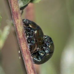 Callidemum hypochalceum (Hop-bush leaf beetle) at Hawker, ACT - 1 Jan 2023 by AlisonMilton