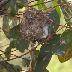 Gerygone fusca (Western Gerygone) at Stromlo, ACT - 13 Jan 2023 by HelenCross