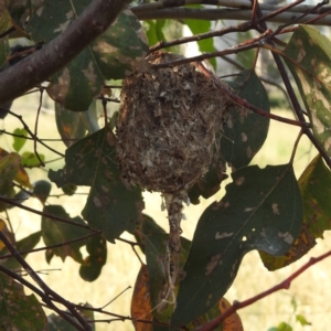 Gerygone fusca at Stromlo, ACT - 13 Jan 2023