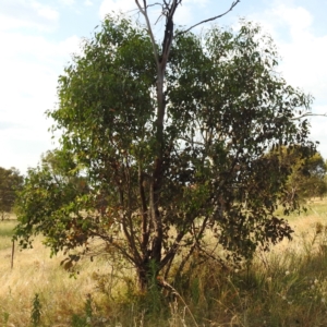 Gerygone fusca at Stromlo, ACT - 13 Jan 2023