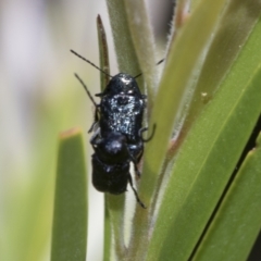 Aporocera (Aporocera) scabrosa (Leaf beetle) at Hawker, ACT - 2 Jan 2023 by AlisonMilton