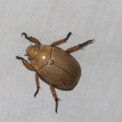 Anoplognathus pallidicollis (Cashew beetle) at Higgins, ACT - 2 Jan 2023 by AlisonMilton