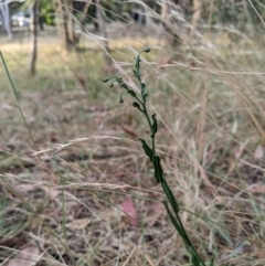 Cynoglossum australe (Australian Forget-me-not) at Higgins Woodland - 13 Jan 2023 by MattM