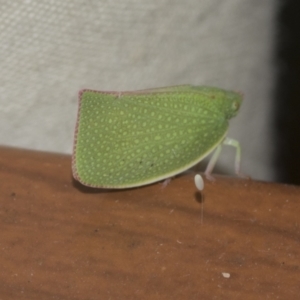 Siphanta acuta at Higgins, ACT - 30 Dec 2022 09:03 AM