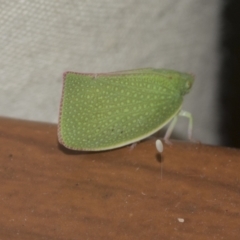 Siphanta acuta (Green planthopper, Torpedo bug) at Higgins, ACT - 29 Dec 2022 by AlisonMilton