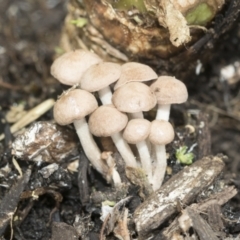 zz agaric (stem; gill colour unknown) at Higgins, ACT - 5 Jan 2023 by AlisonMilton