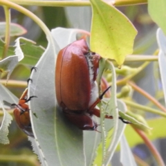 Anoplognathus sp. (genus) (Unidentified Christmas beetle) at Lions Youth Haven - Westwood Farm A.C.T. - 13 Jan 2023 by HelenCross