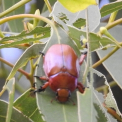 Anoplognathus sp. (genus) at Tuggeranong, ACT - 13 Jan 2023