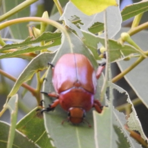 Anoplognathus sp. (genus) at Tuggeranong, ACT - 13 Jan 2023