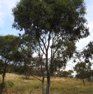 Anoplognathus sp. (genus) at Tuggeranong, ACT - suppressed