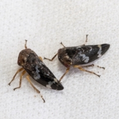 Eurypella tasmaniensis (Eurypella tasmaniensis) at Higgins, ACT - 13 Jan 2023 by AlisonMilton