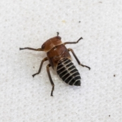 Eurypella tasmaniensis at Higgins, ACT - 13 Jan 2023