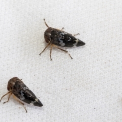 Eurypella tasmaniensis at Higgins, ACT - 13 Jan 2023