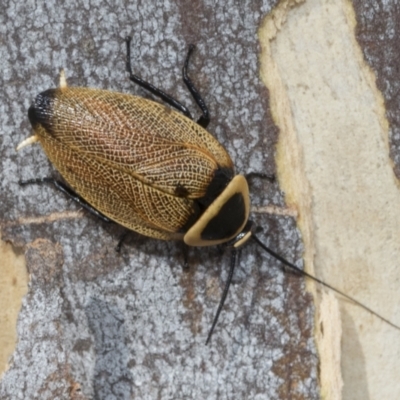 Ellipsidion australe (Austral Ellipsidion cockroach) at Scullin, ACT - 12 Jan 2023 by AlisonMilton