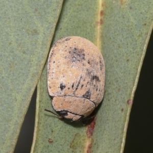 Trachymela sp. (genus) at Scullin, ACT - 12 Jan 2023