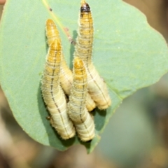 Pseudoperga sp. (genus) (Sawfly, Spitfire) at Scullin, ACT - 12 Jan 2023 by AlisonMilton