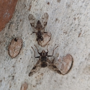 Cardiacera sp. (genus) at Weetangera, ACT - 12 Jan 2023 10:30 AM