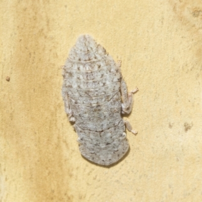 Ledromorpha planirostris (A leafhopper) at Scullin, ACT - 12 Jan 2023 by AlisonMilton