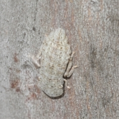 Ledromorpha planirostris at Scullin, ACT - 12 Jan 2023