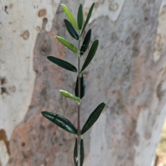 Olea europaea subsp. cuspidata (African Olive) at Weetangera, ACT - 11 Jan 2023 by CattleDog