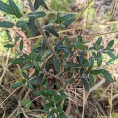 Olea europaea subsp. cuspidata at Weetangera, ACT - 12 Jan 2023