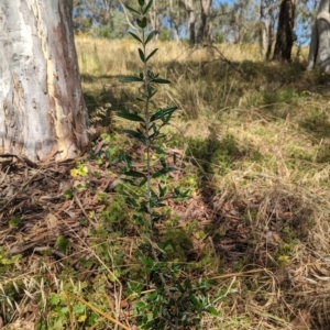 Olea europaea subsp. cuspidata at Weetangera, ACT - 12 Jan 2023