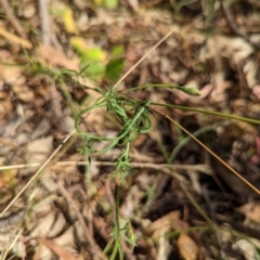 Convolvulus angustissimus subsp. angustissimus (Australian Bindweed) at Molonglo Valley, ACT - 12 Jan 2023 by CattleDog