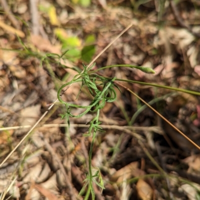 Convolvulus angustissimus subsp. angustissimus (Australian Bindweed) at Molonglo Valley, ACT - 11 Jan 2023 by CattleDog