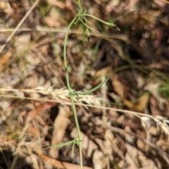 Convolvulus angustissimus subsp. angustissimus at Molonglo Valley, ACT - 12 Jan 2023 09:57 AM