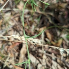 Convolvulus angustissimus subsp. angustissimus at Molonglo Valley, ACT - 12 Jan 2023 09:57 AM